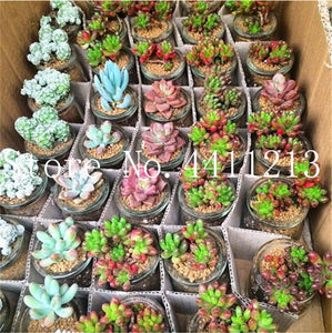 Sale 100 Pcs Mini Succulent Bonsai lotus Lithops Pseudotruncatella Bonsai Rare Succulent Plant home & garden Flower pots planter