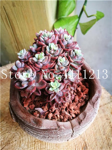 Sale 100 Pcs Mini Succulent Bonsai lotus Lithops Pseudotruncatella Bonsai Rare Succulent Plant home & garden Flower pots planter