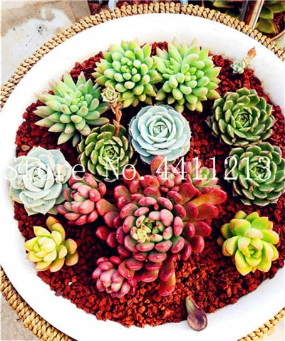 Sale 100 Pcs Mini Succulent Bonsai lotus Lithops Pseudotruncatella Bonsai Rare Succulent Plant home & garden Flower pots planter