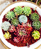 Sale 100 Pcs Mini Succulent Bonsai lotus Lithops Pseudotruncatella Bonsai Rare Succulent Plant home & garden Flower pots planter