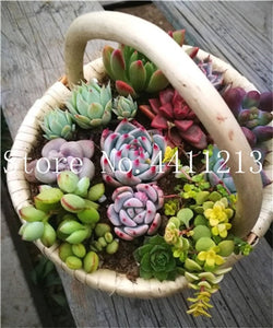 Sale 100 Pcs Mini Succulent Bonsai lotus Lithops Pseudotruncatella Bonsai Rare Succulent Plant home & garden Flower pots planter