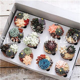 Sale 100 Pcs Mini Succulent Bonsai lotus Lithops Pseudotruncatella Bonsai Rare Succulent Plant home & garden Flower pots planter