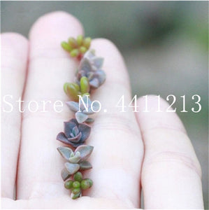 Sale 100 Pcs Mini Succulent Bonsai lotus Lithops Pseudotruncatella Bonsai Rare Succulent Plant home & garden Flower pots planter