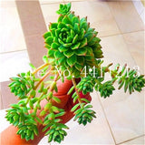 Sale 100 Pcs Mini Succulent Bonsai lotus Lithops Pseudotruncatella Bonsai Rare Succulent Plant home & garden Flower pots planter