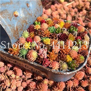 Sale 100 Pcs Mini Succulent Bonsai lotus Lithops Pseudotruncatella Bonsai Rare Succulent Plant home & garden Flower pots planter