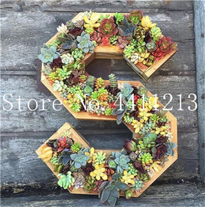 Sale 100 Pcs Mini Succulent Bonsai lotus Lithops Pseudotruncatella Bonsai Rare Succulent Plant home & garden Flower pots planter