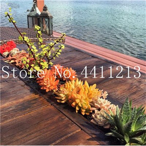 Sale 100 Pcs Mini Succulent Bonsai lotus Lithops Pseudotruncatella Bonsai Rare Succulent Plant home & garden Flower pots planter