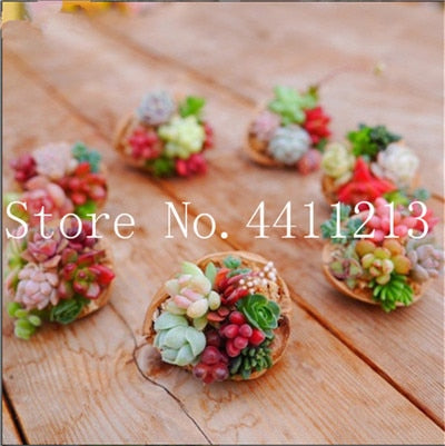 Sale 100 Pcs Mini Succulent Bonsai lotus Lithops Pseudotruncatella Bonsai Rare Succulent Plant home & garden Flower pots planter