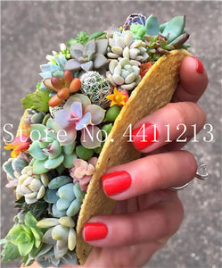 Sale 100 Pcs Mini Succulent Bonsai lotus Lithops Pseudotruncatella Bonsai Rare Succulent Plant home & garden Flower pots planter