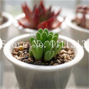 Sale 100 Pcs Mini Succulent Bonsai lotus Lithops Pseudotruncatella Bonsai Rare Succulent Plant home & garden Flower pots planter