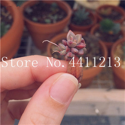 Sale 100 Pcs Mini Succulent Bonsai lotus Lithops Pseudotruncatella Bonsai Rare Succulent Plant home & garden Flower pots planter