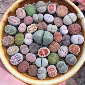 100 Pcs Mix Rare Living Stones Mix Lithops bonsai Blooming Flower Succulent Cactus Organic Garden Bulk bonsai For Home Garden