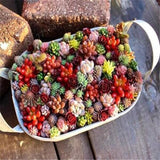 100 Pcs Mix Rare Living Stones Mix Lithops bonsai Blooming Flower Succulent Cactus Organic Garden Bulk bonsai For Home Garden