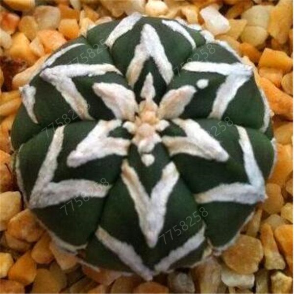 100 Pcs Mix Rare Living Stones Mix Lithops bonsai Blooming Flower Succulent Cactus Organic Garden Bulk bonsai For Home Garden