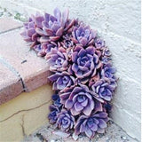 100 Pcs Mix Rare Living Stones Mix Lithops bonsai Blooming Flower Succulent Cactus Organic Garden Bulk bonsai For Home Garden