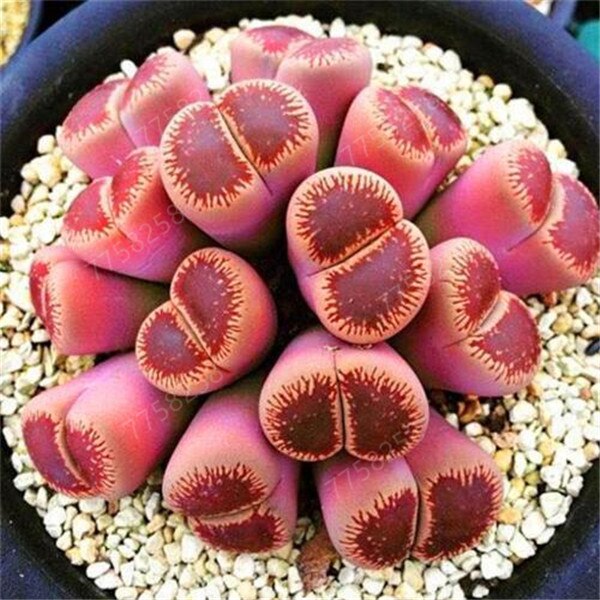 100 Pcs Mix Rare Living Stones Mix Lithops bonsai Blooming Flower Succulent Cactus Organic Garden Bulk bonsai For Home Garden