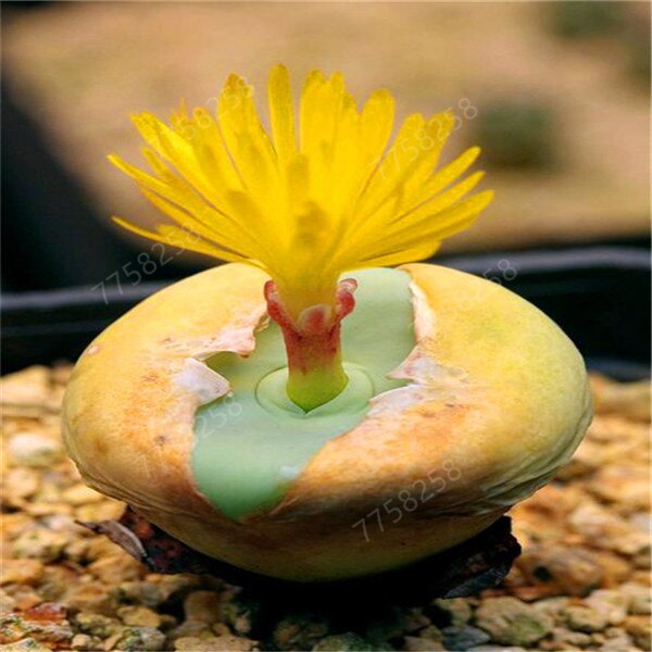 100 Pcs Mix Rare Living Stones Mix Lithops bonsai Blooming Flower Succulent Cactus Organic Garden Bulk bonsai For Home Garden