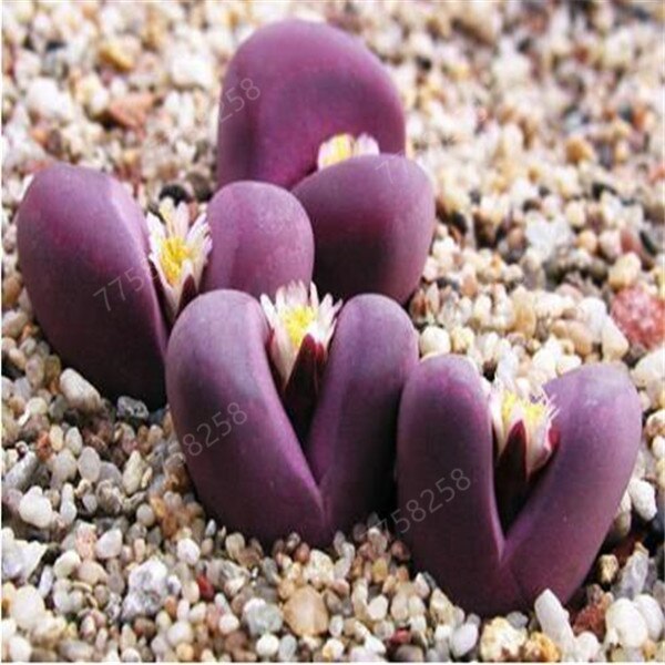 100 Pcs Mix Rare Living Stones Mix Lithops bonsai Blooming Flower Succulent Cactus Organic Garden Bulk bonsai For Home Garden