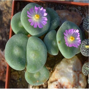 100 Pcs Mix Rare Living Stones Mix Lithops bonsai Blooming Flower Succulent Cactus Organic Garden Bulk bonsai For Home Garden