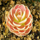 100 Pcs Mix Rare Living Stones Mix Lithops bonsai Blooming Flower Succulent Cactus Organic Garden Bulk bonsai For Home Garden