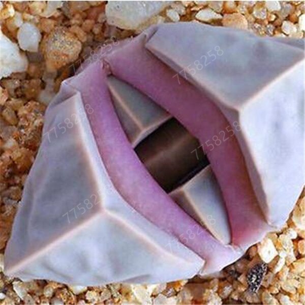 100 Pcs Mix Rare Living Stones Mix Lithops bonsai Blooming Flower Succulent Cactus Organic Garden Bulk bonsai For Home Garden