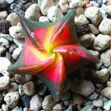 100 Pcs Mix Rare Living Stones Mix Lithops bonsai Blooming Flower Succulent Cactus Organic Garden Bulk bonsai For Home Garden